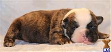 english bulldog puppy posted by Kimberly Jones